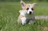 CORGI PEMBROKE 500